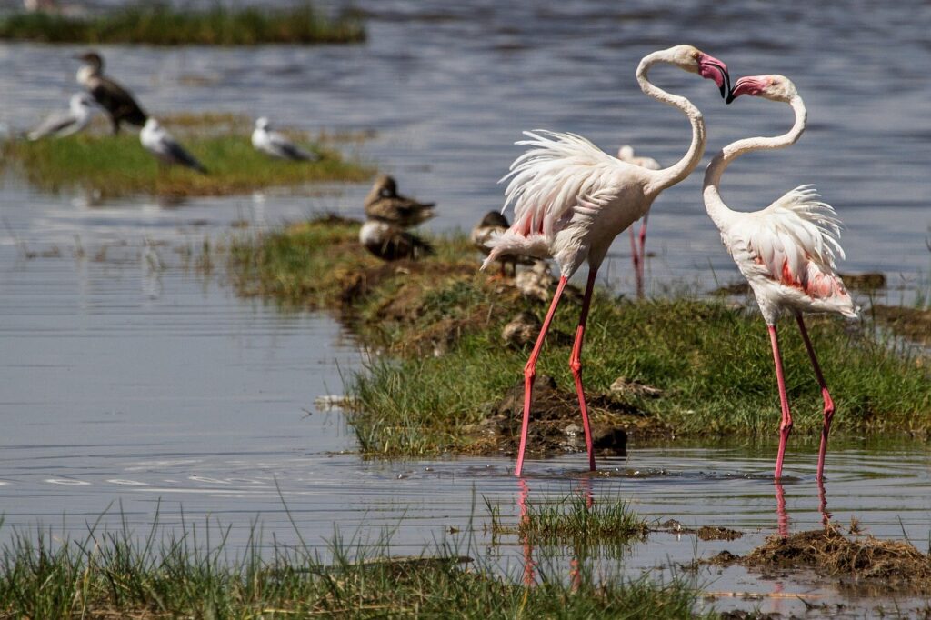 Lake Nakuru Safari Tour